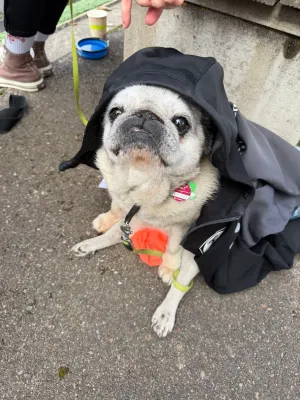 29.03.2026 TSV Bernhausen vs. TSV Weilimdorf